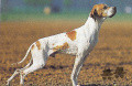 Pedigree HOLAF DES BUVEURS D'AIR Pedigree HOLAF DES BUVEURS D'AIR